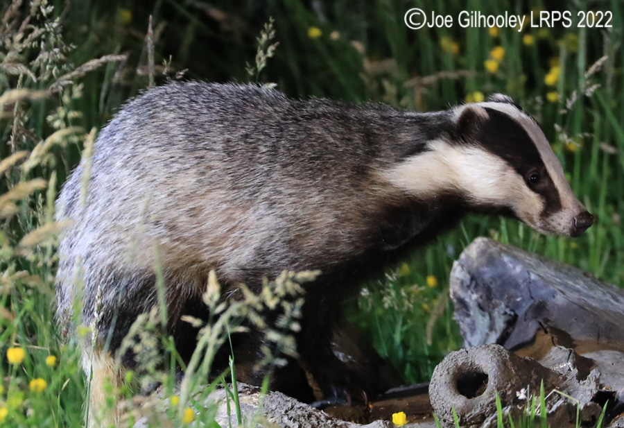 European Badgers European Badgers