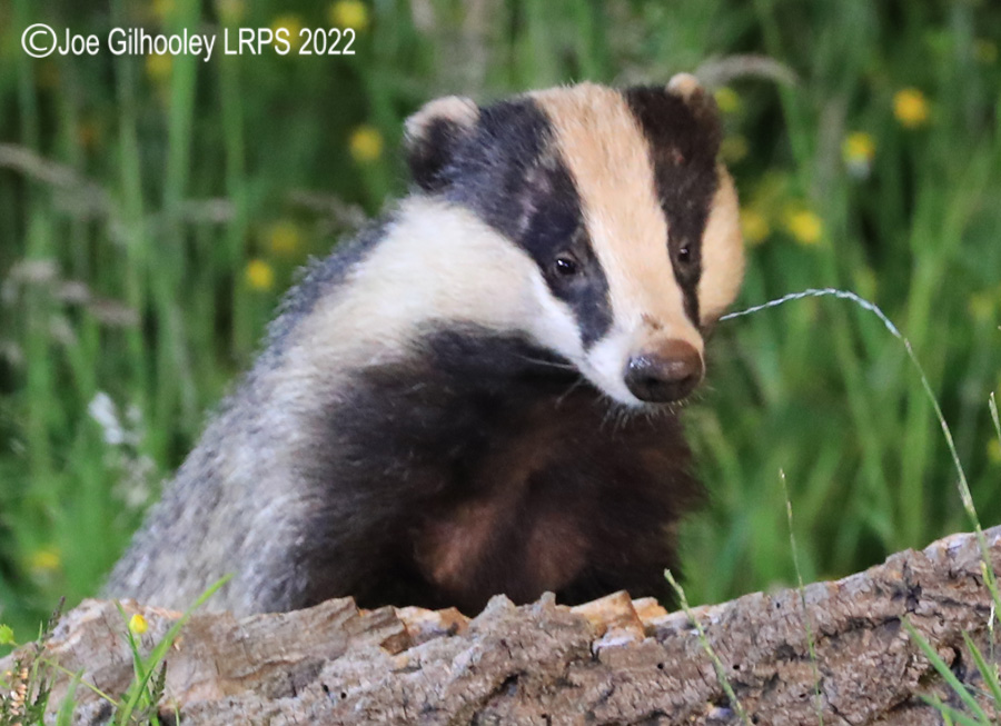 European Badgers European Badgers