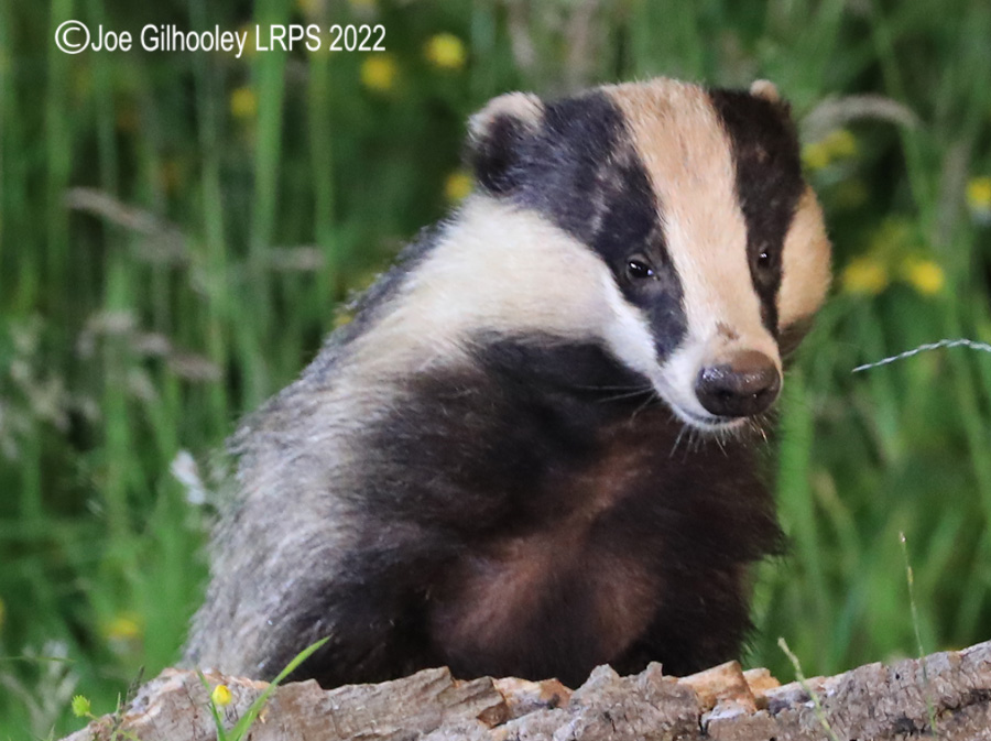 European Badgers European Badgers