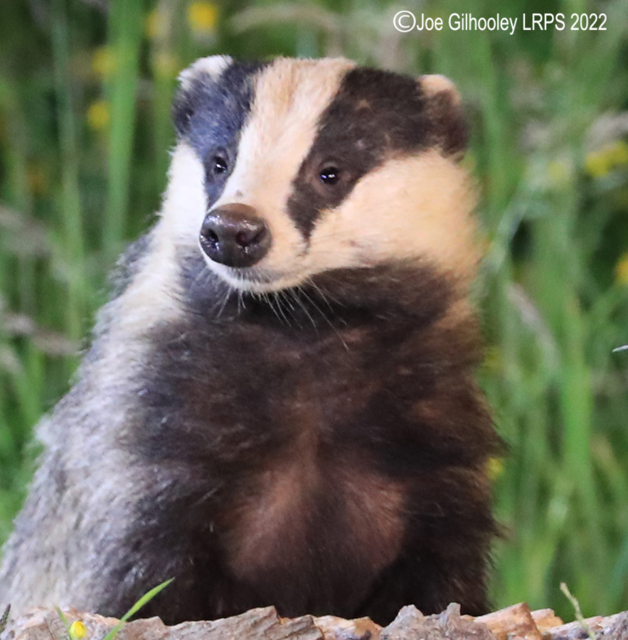 European Badgers European Badgers
