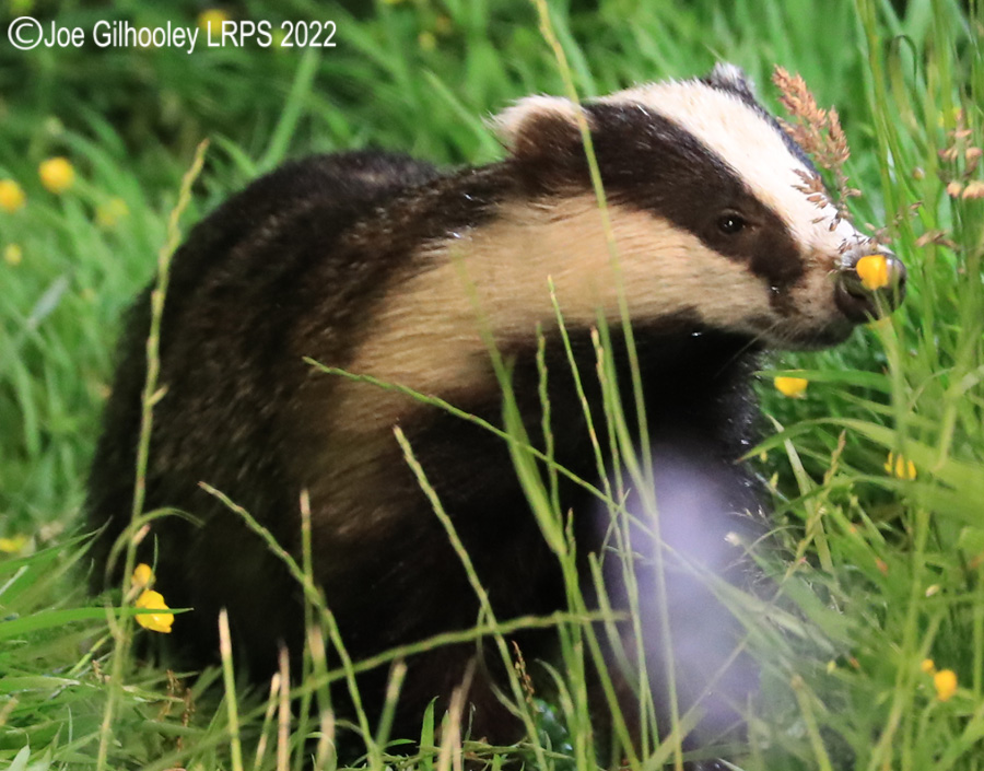 European Badgers European Badgers