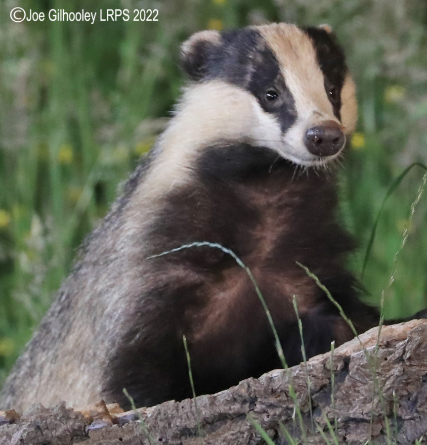 European Badgers European Badgers