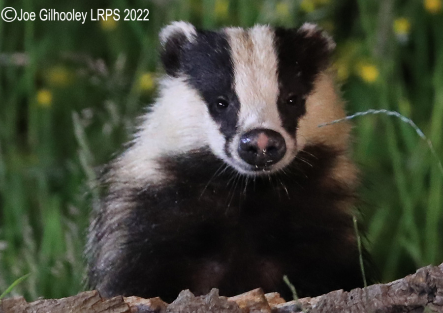 European Badgers European Badgers