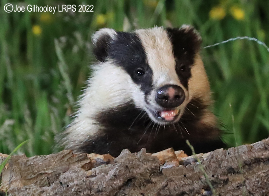 European Badgers European Badgers