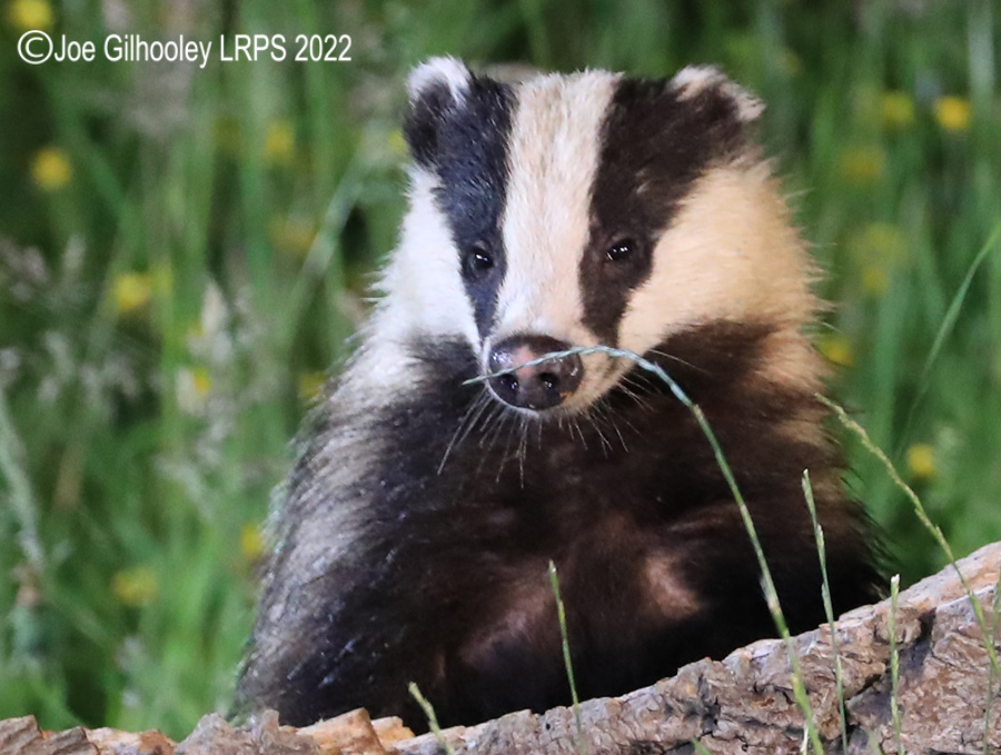 European Badgers European Badgers