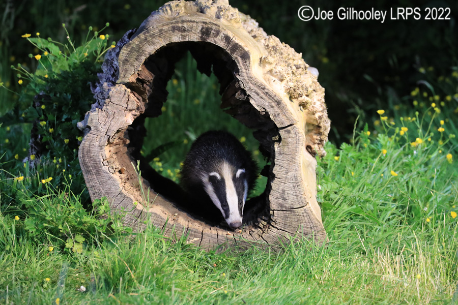 European Badgers European Badgers