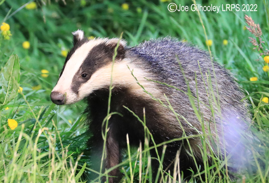 European Badgers European Badgers