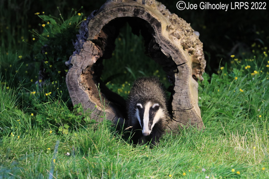 European Badgers European Badgers