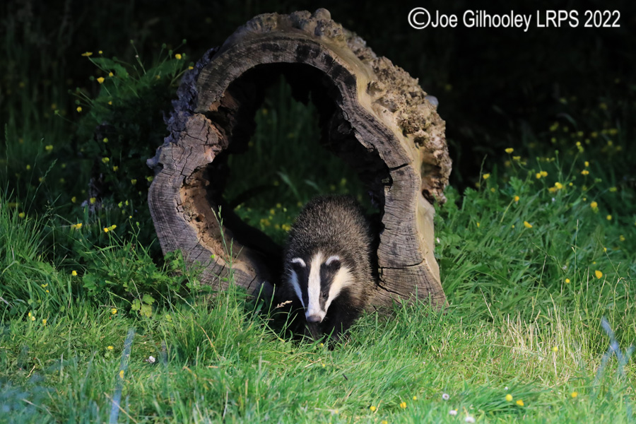 European Badgers European Badgers
