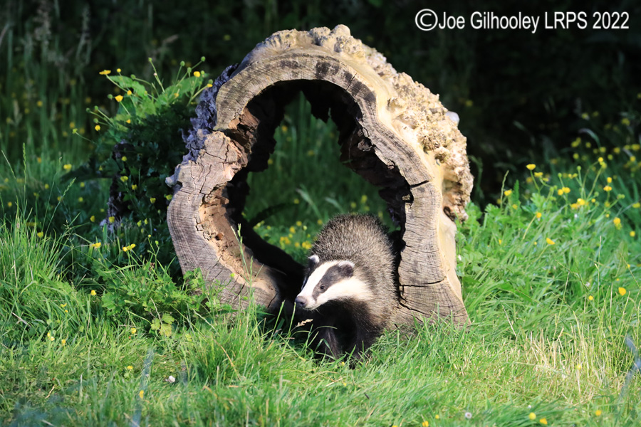 European Badgers European Badgers