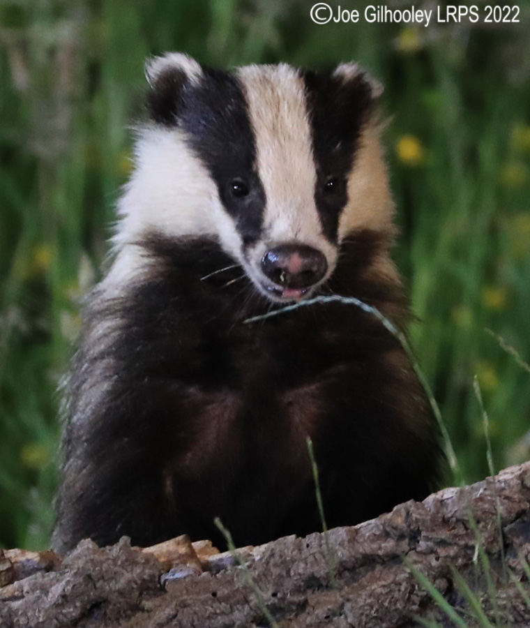 European Badgers European Badgers