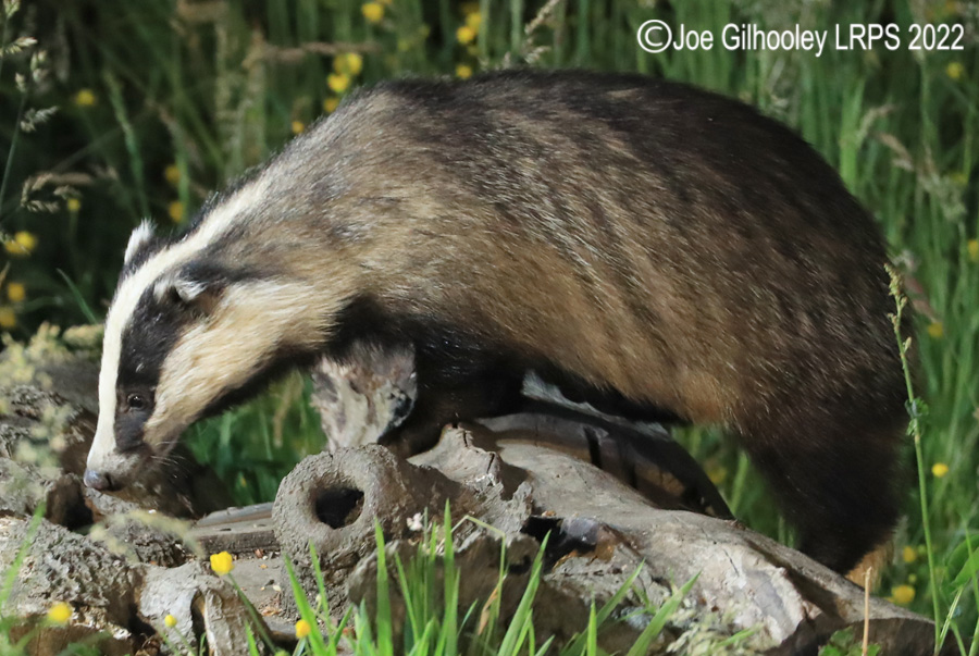 European Badgers European Badgers