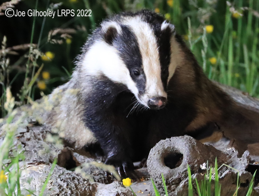 European Badgers European Badgers