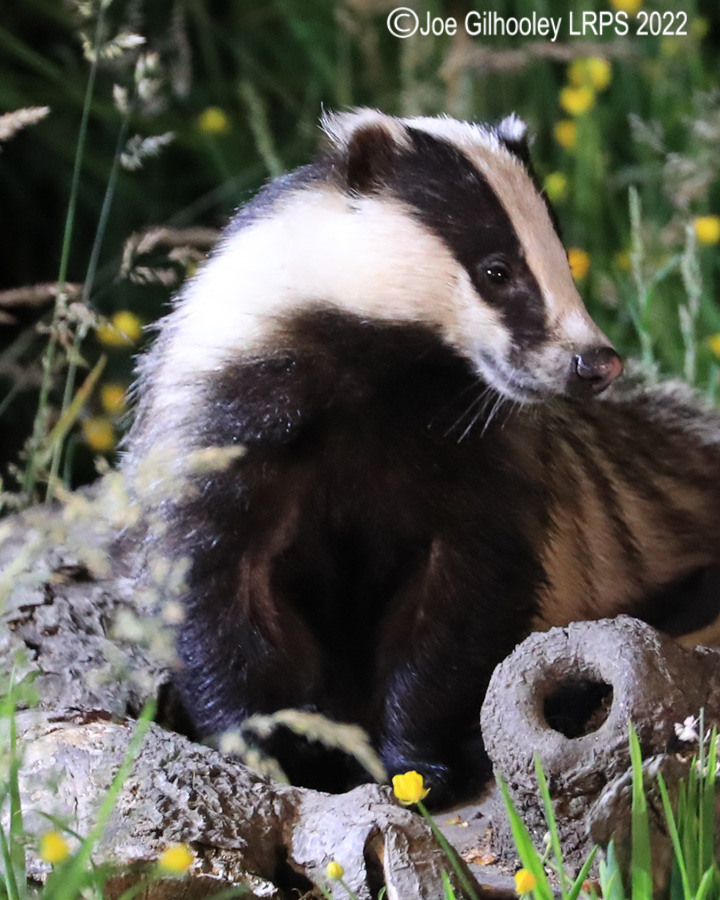 European Badgers European Badgers