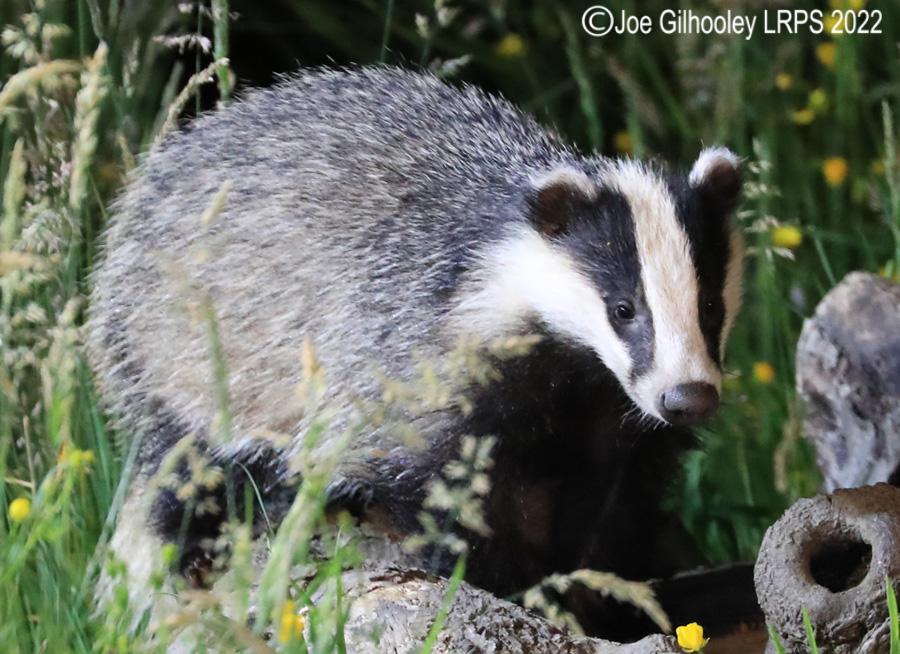 European Badgers European Badgers