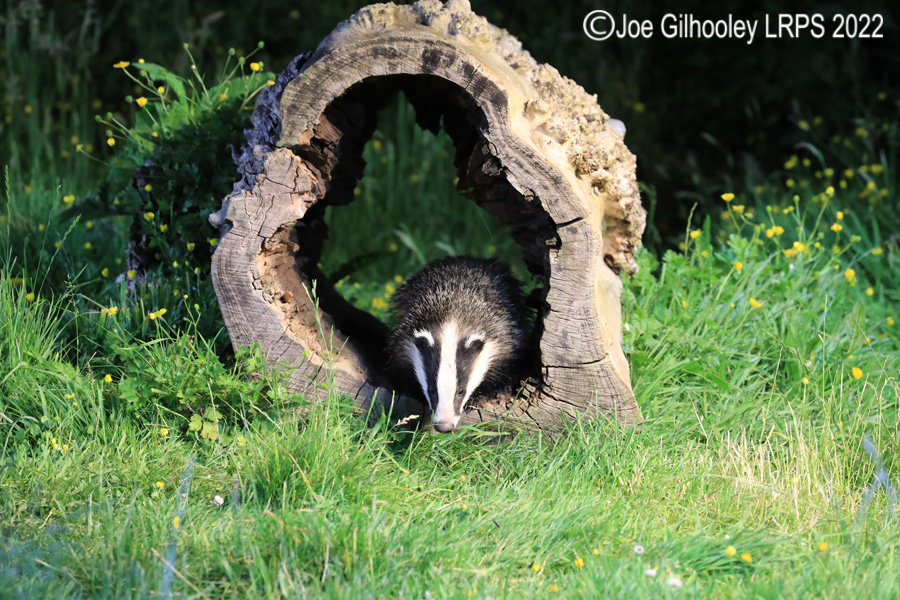 European Badgers European Badgers