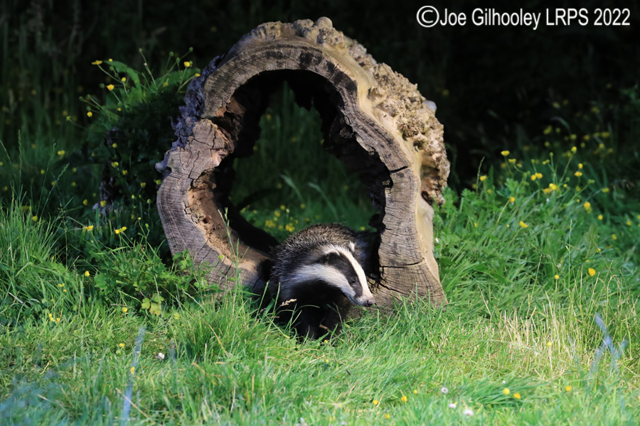 European Badgers European Badgers