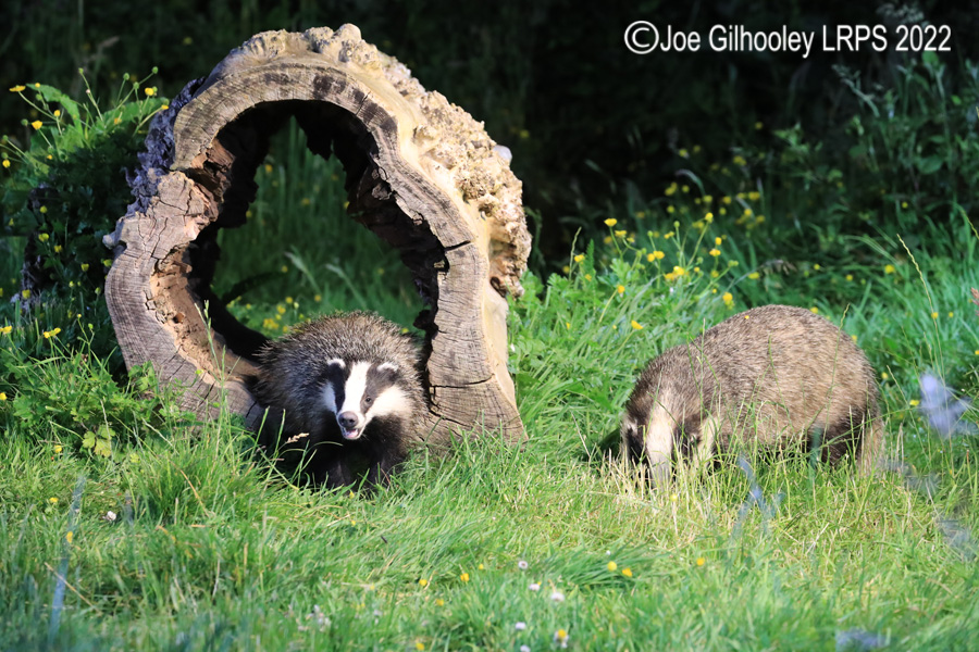 European Badgers European Badgers