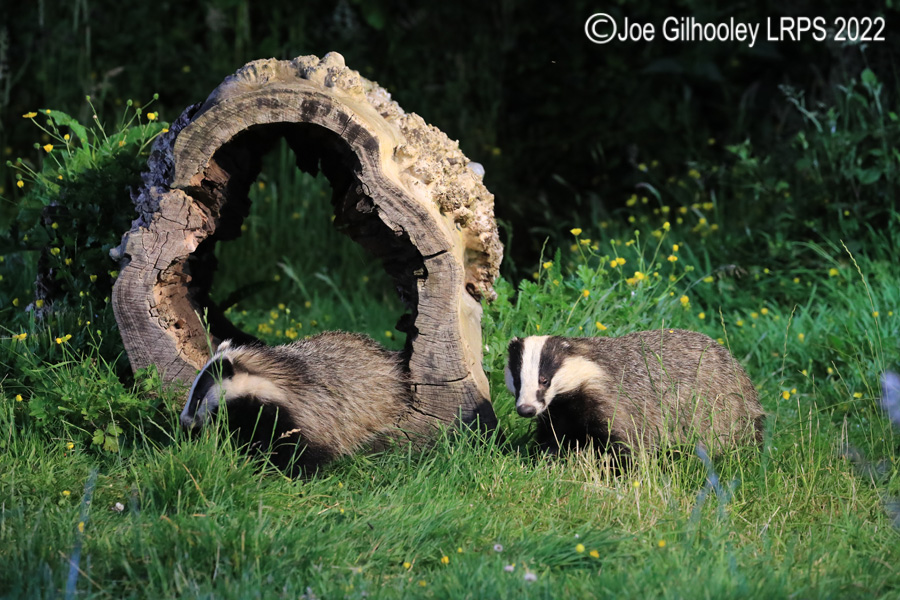 European Badgers European Badgers
