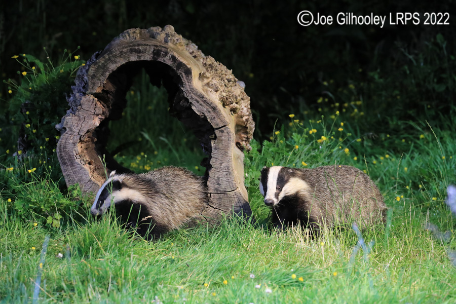 European Badgers European Badgers
