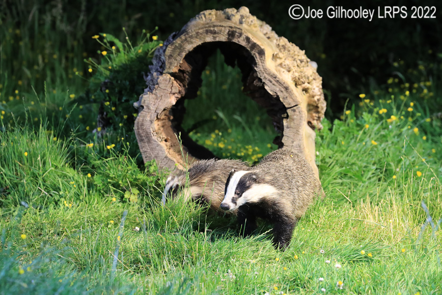 European Badgers European Badgers
