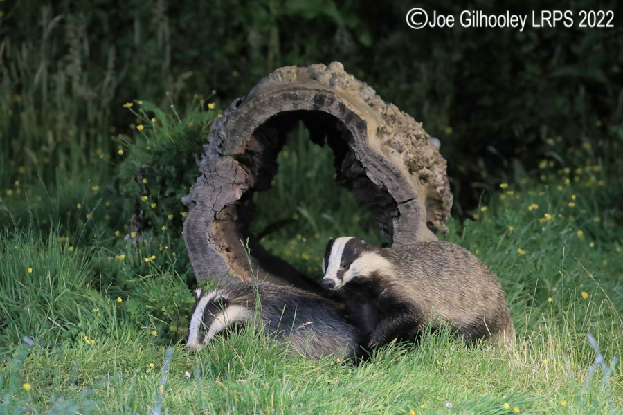 European Badgers European Badgers