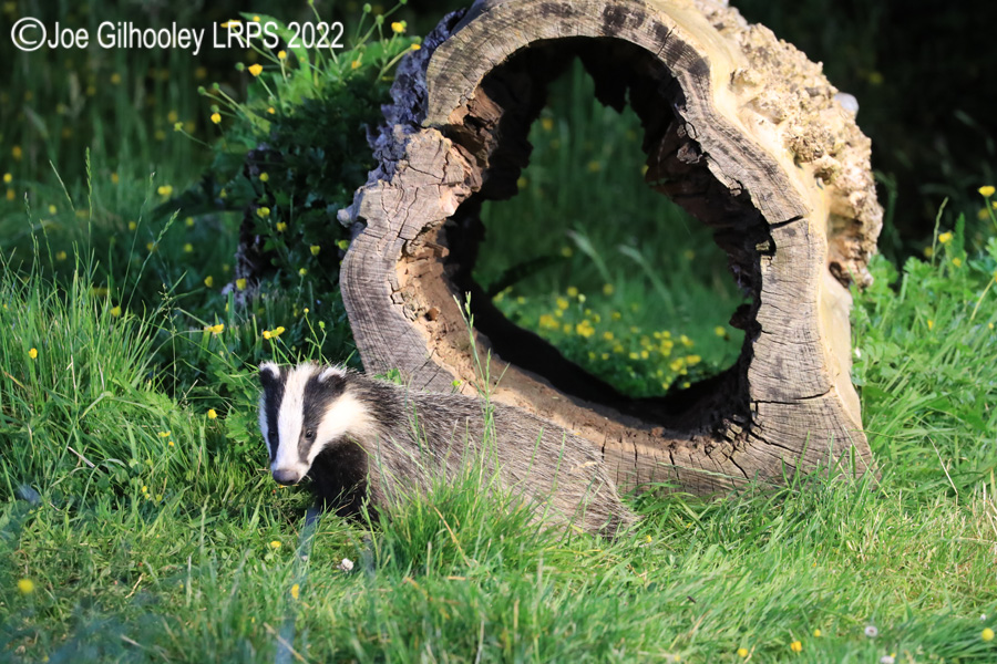 European Badgers European Badgers