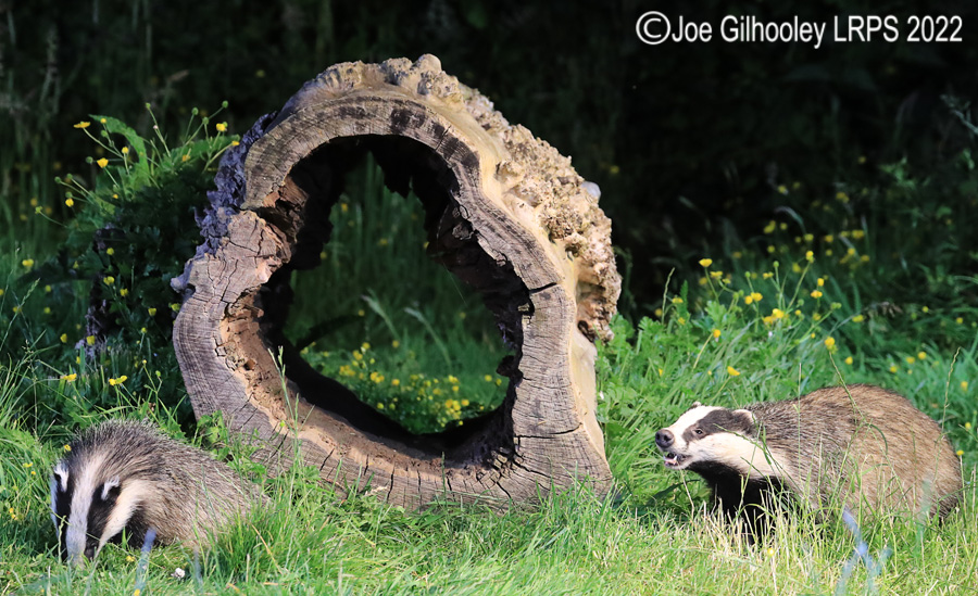European Badgers European Badgers