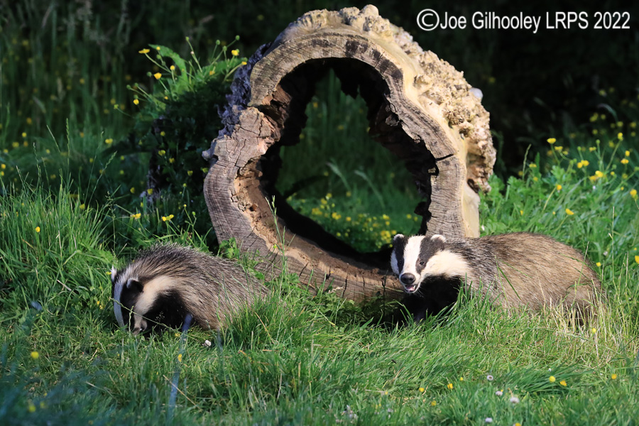 European Badgers European Badgers