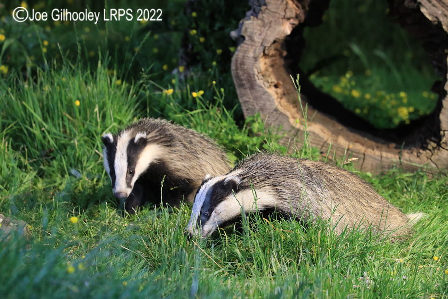 European Badgers European Badgers