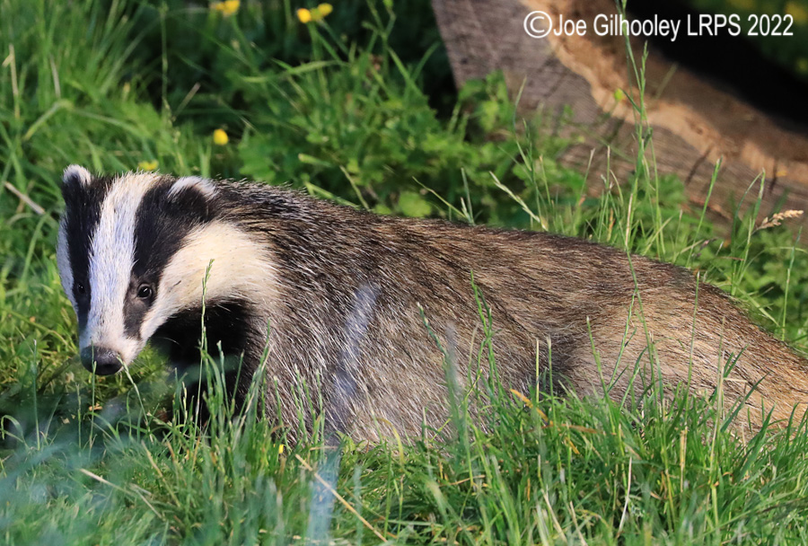 European Badgers European Badgers