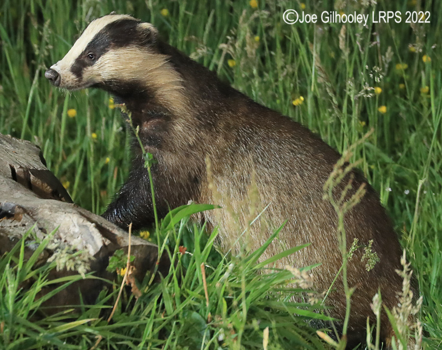 European Badgers European Badgers