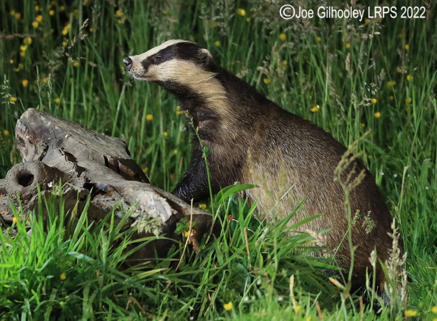 European Badgers European Badgers