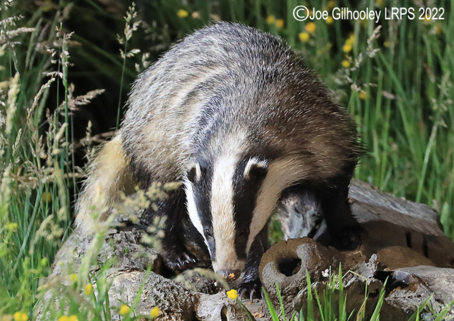European Badgers European Badgers