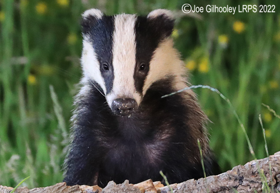 European Badgers European Badgers