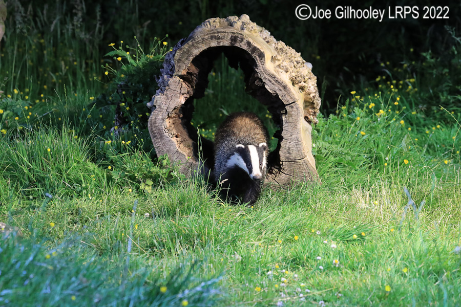 European Badgers European Badgers