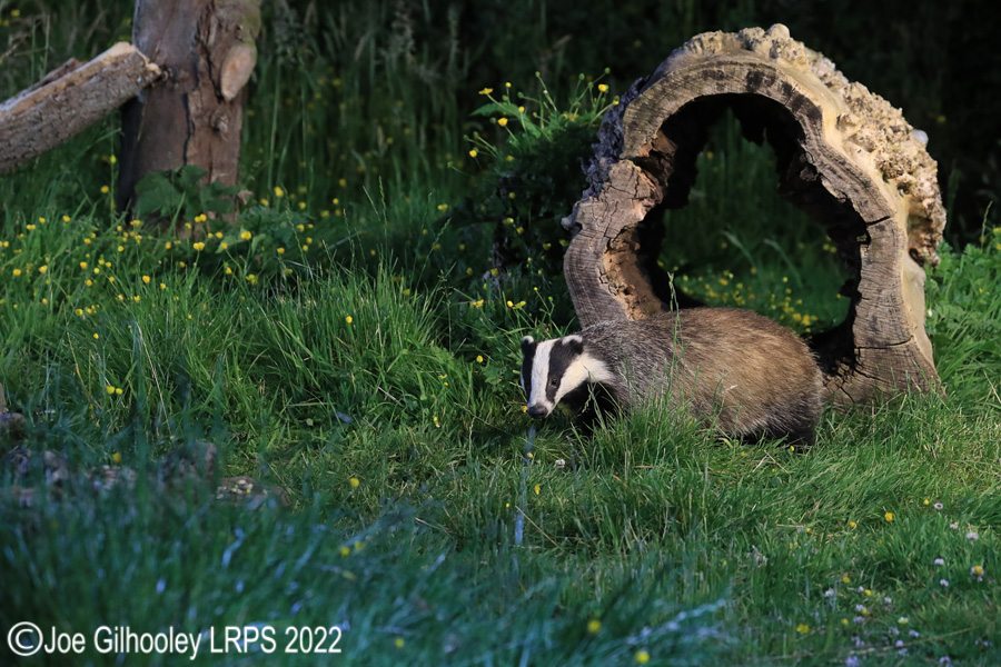 European Badgers European Badgers