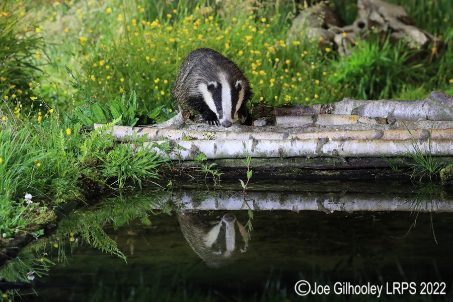 European Badgers European Badgers