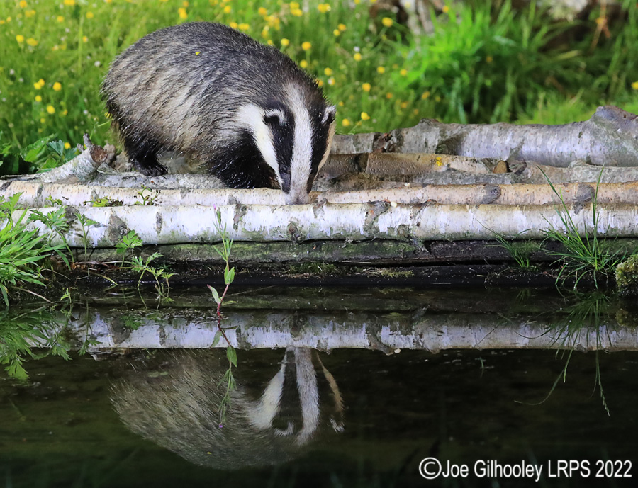 European Badgers European Badgers