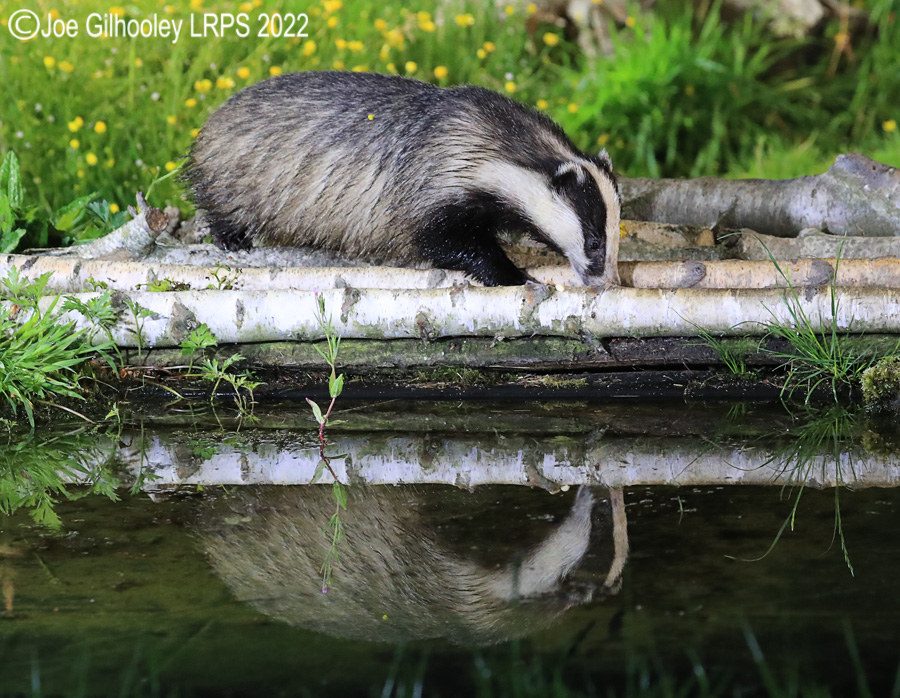 European Badgers European Badgers