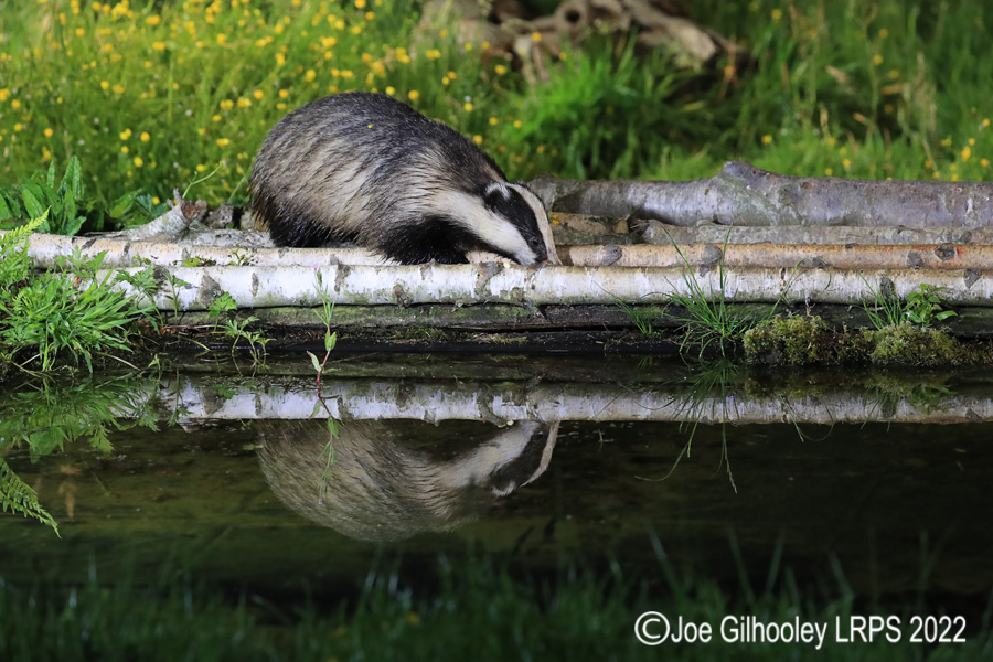 European Badgers European Badgers