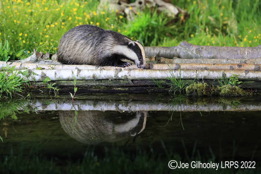 European Badgers European Badgers