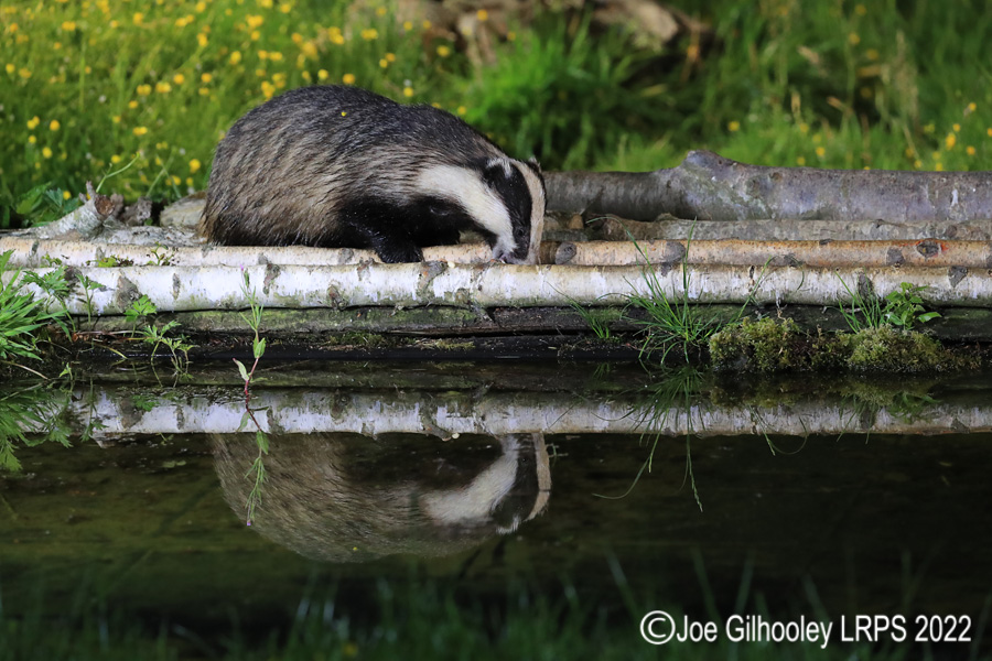 European Badgers European Badgers