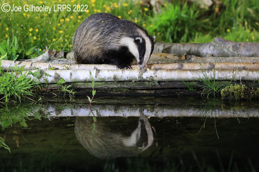 European Badgers European Badgers