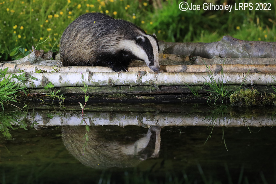 European Badgers European Badgers