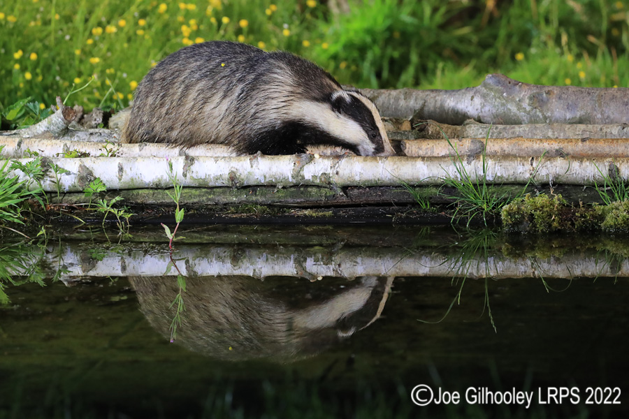 European Badgers European Badgers