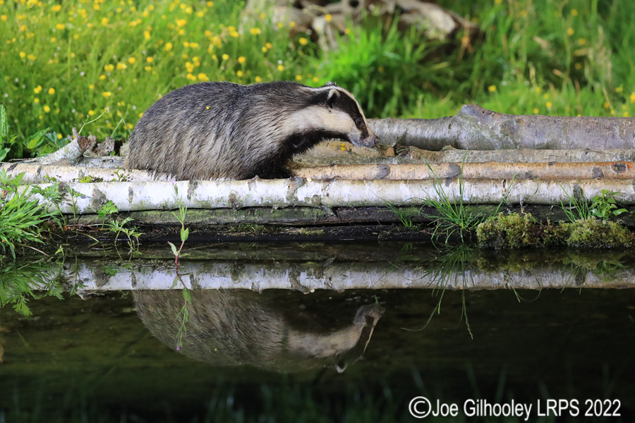 European Badgers European Badgers