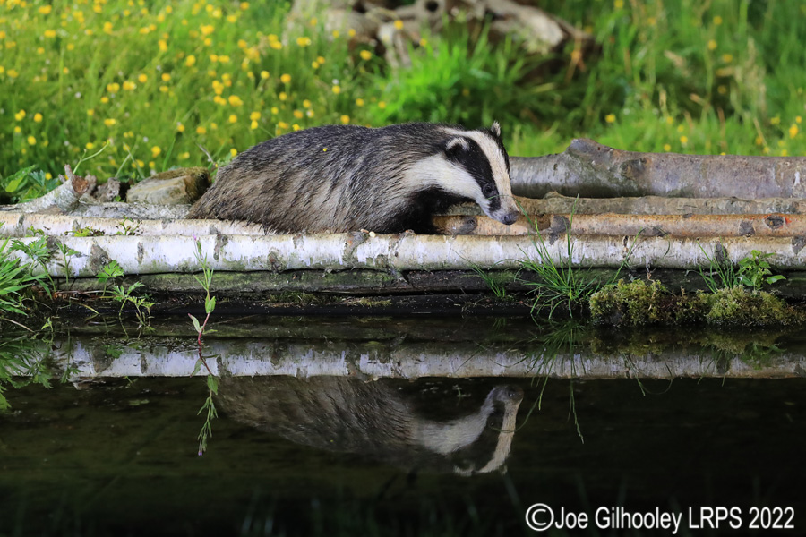 European Badgers European Badgers