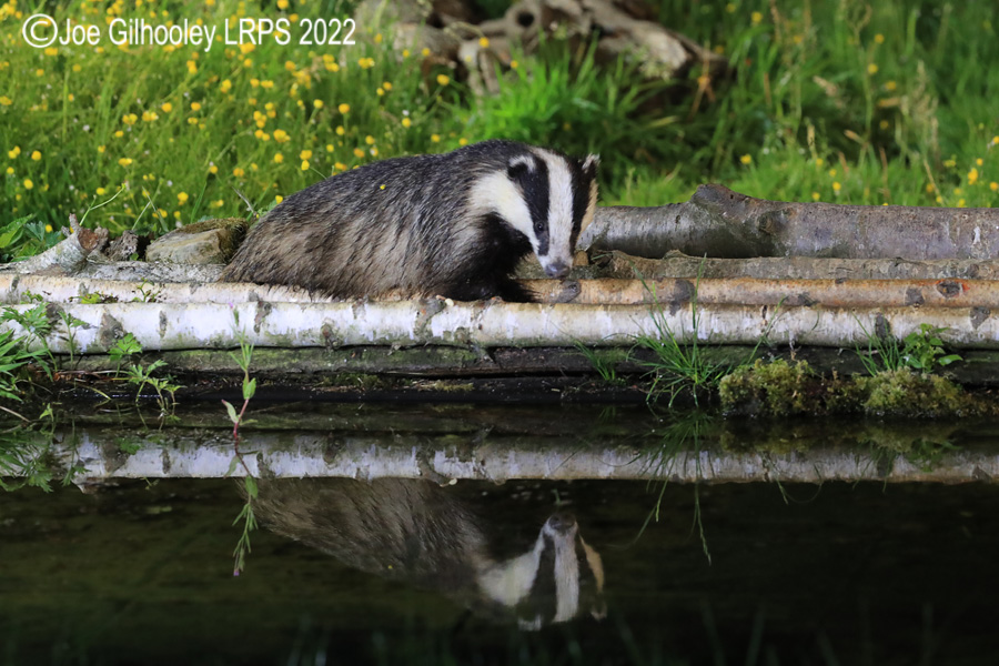 European Badgers European Badgers