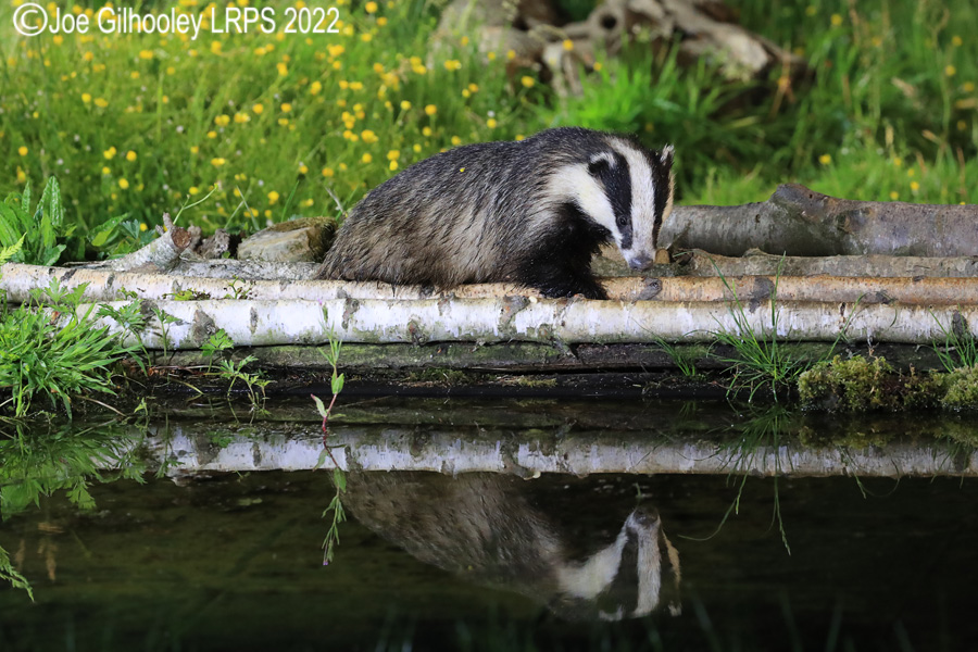 European Badgers European Badgers